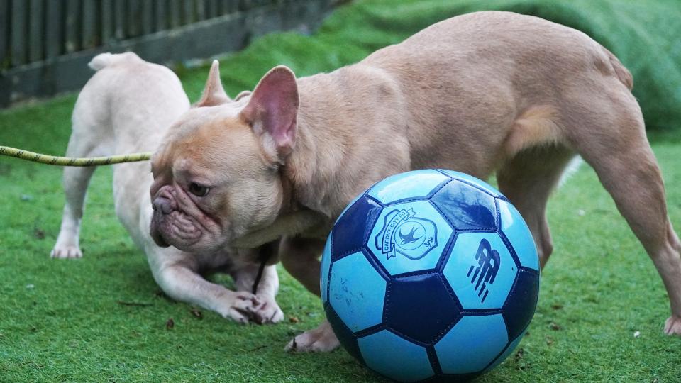 There is a pooch for everyone at Cardiff Dogs Home...