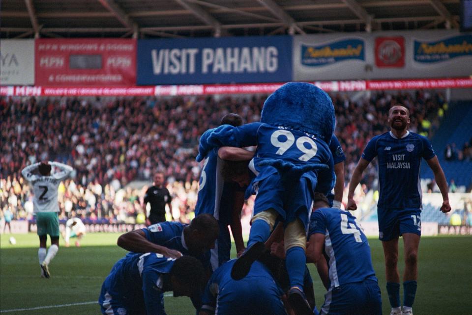 Bluebirds Celebrate