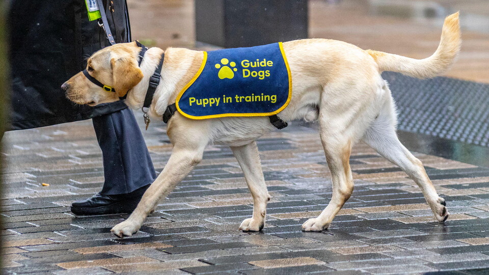 Guide dog